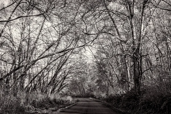 Tree-Lined Road, Black and White, Landscape — Stock Photo, Image