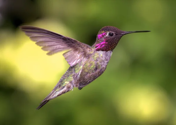 Hummingbird in volo, immagini a colori, giorno — Foto Stock