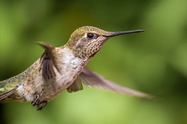 Annas Hummingbird in volo — Foto Stock