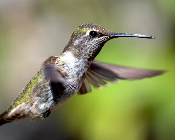 O beija-flor da Anna em voo — Fotografia de Stock