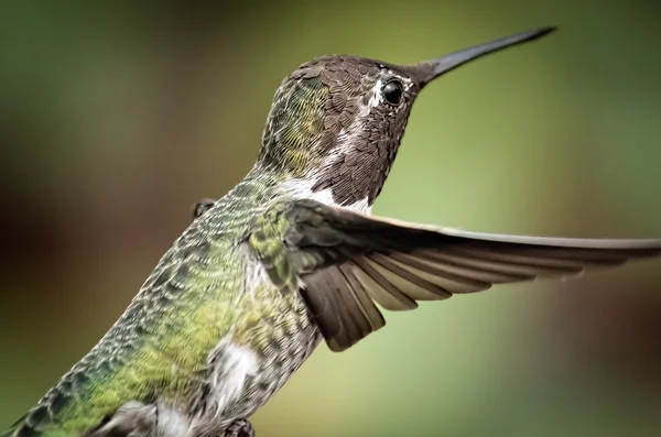 Anna'nın Hummingbird uçuş — Stok fotoğraf