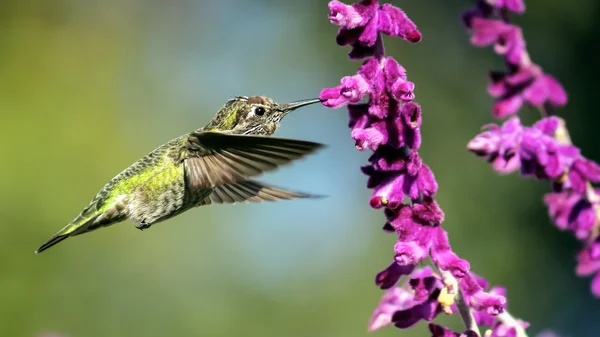 Annas kolibri repülés, lila virágok — Stock Fotó