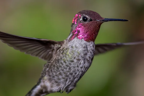 Annas Hummingbird in Flight — Stock Photo, Image