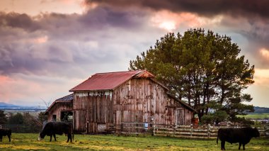 Old Abandoned Barn, Color Image