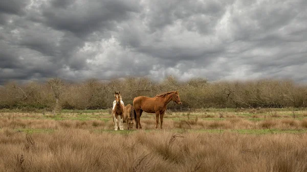 Three Horses Under Grey Clouds — 스톡 사진