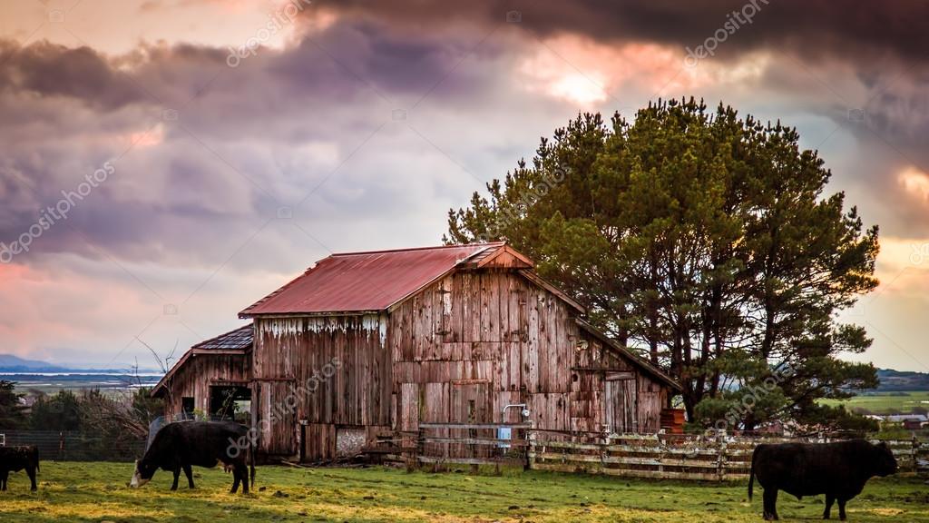 Backyard-Photography