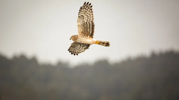 Wild Hawk Flying Over bos, kleurenafbeelding — Stockfoto