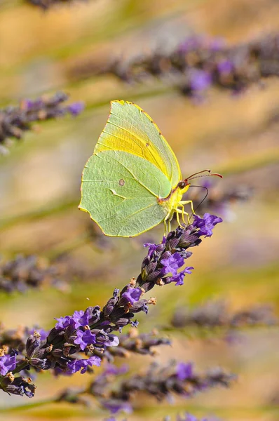 Papillon Citronnelle Sur Lavande France — Photo