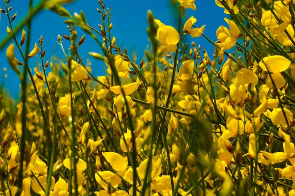 Travão Amarelo Dia Ensolarado França — Fotografia de Stock