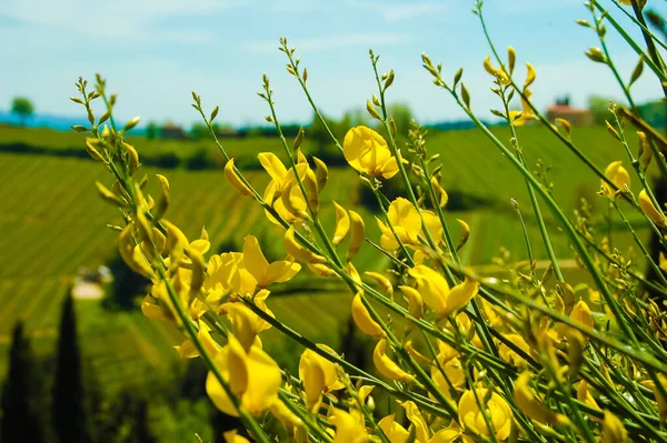 Travão Amarelo Dia Ensolarado França — Fotografia de Stock