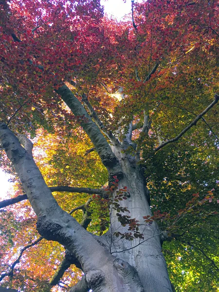 Bunte Alte Japanische Ahornbäume — Stockfoto