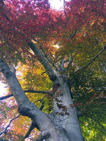 Kleurrijke Oude Japanse Esdoorn Boom — Stockfoto