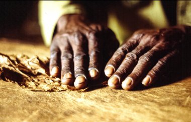 Küba 'da tütün yaprağı saran bir adam