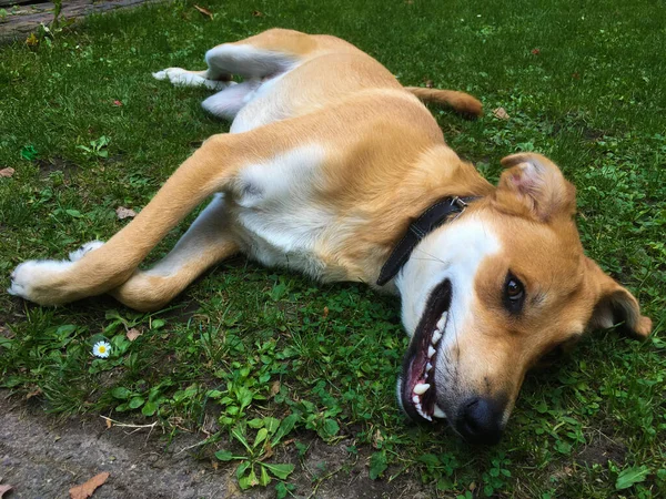 Gülümseyen köpek çimenlerde yatıyor.