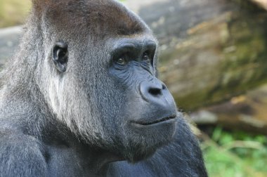 Gülümseyen dağ gorilinin yakın çekimi