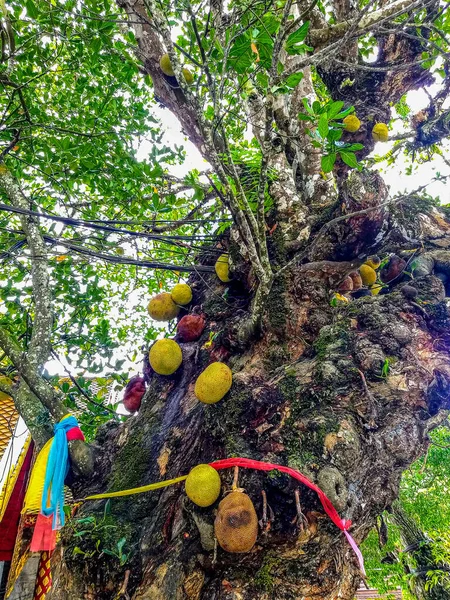 Wat Phrathat Doi Suthep 'deki renkli ağaç, Chaing Mai, 