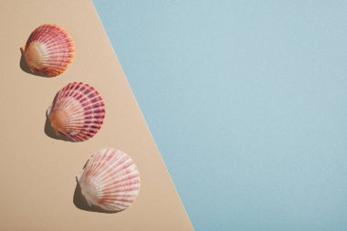 Renkli deniz kabuklarından yapılmış bej ve pastel mavi yaz kompozisyonu. Minimum konsept düzlük.