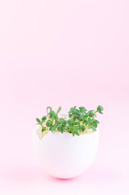 Bahar filizleri, yumurta kabuğu içinde bahçe teresi, pembe arka planda, dikey, kopyalama alanı