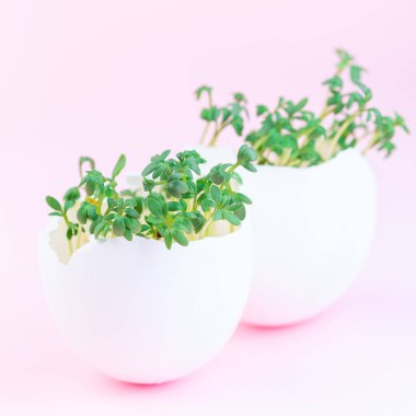 Bahar filizleri, iki yumurta kabuğu içinde bahçe teresi, pembe arka planda, kare biçiminde.