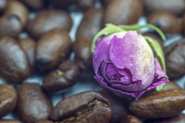 Buenos días espíritu. Granos de café y rosa tierna de cerca, enfoque selectivo — Foto de Stock