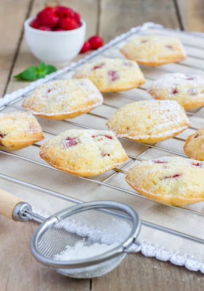 Madeleínas en polvo de azúcar con frambuesa —  Fotos de Stock