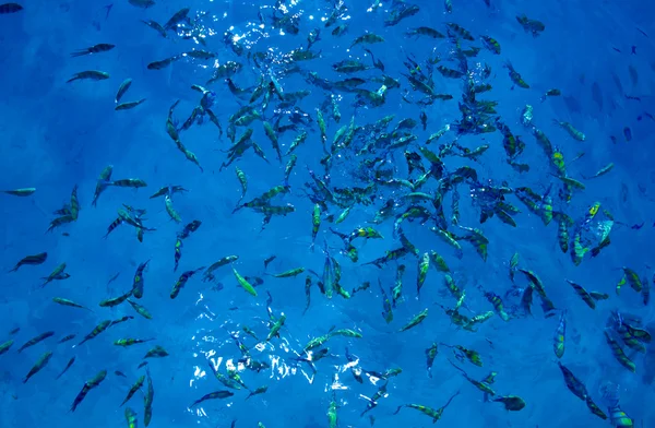 A lot of fish swimming in the sea — Stock Photo, Image