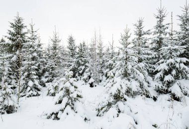Güzel kış karlı orman manzarası.