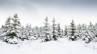 Güzel kış karlı orman manzarası.