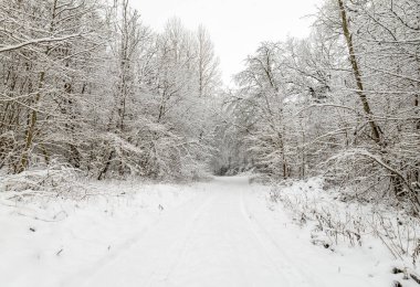 Ormanda inanılmaz güzel bir kış günü.