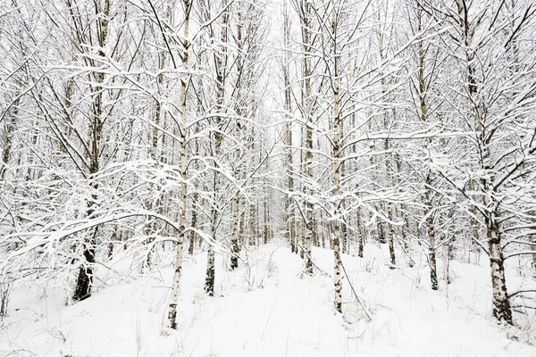 Güzel kış karlı orman manzarası.