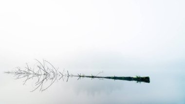 Şaşırtıcı, mistik, eşsiz, sisli bir bahar sabahı.