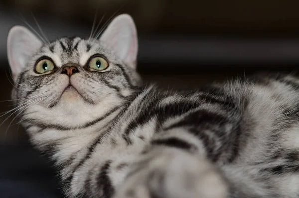 British Silver Tabby Cat Lying Looking Very Nice Cute Gray — Stock Photo, Image