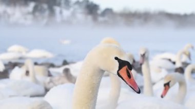 Nemunas nehrinin kenarında çok soğuk bir sabah. Kuğular için en büyük kışı geçirme yeri. Kışın sisli harika kuşlar.