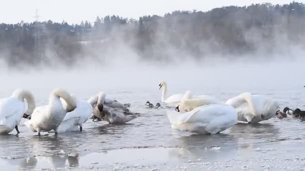 Matin Très Froid Près Rivière Nemunas Grand Lieu Hivernage Pour — Video