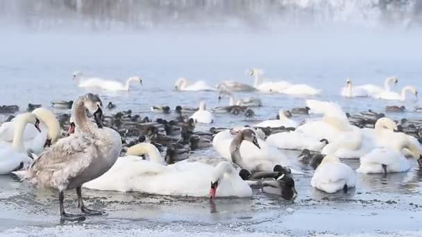 Matin Très Froid Près Rivière Nemunas Grand Lieu Hivernage Pour — Video