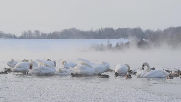 非常冷的早晨在涅木纳斯河边天鹅最大的过冬之地美丽的鸟儿在冬雾中. — 图库视频影像