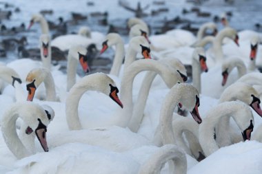 Nemunas Nehri 'nde, Litvanya kışı geçiren en büyük su kuşları, kuğular, ördekler ve diğer su kuşları kolonisine sahiptir..