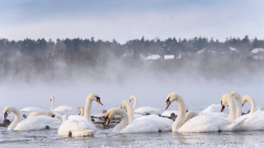 Nemunas Nehri 'nde, Litvanya kışı geçiren en büyük su kuşları, kuğular, ördekler ve diğer su kuşları kolonisine sahiptir..