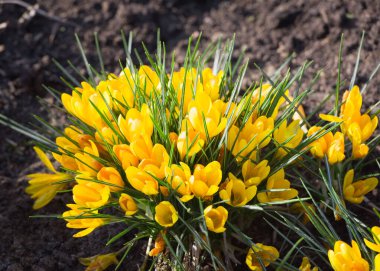 A wonderful spring flower crocus, a brightly colored early decoration of parks and meadows. Amazing crocus flowers.
