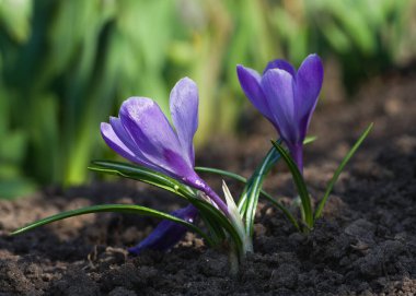 A wonderful spring flower crocus, a brightly colored early decoration of parks and meadows. Amazing crocus flowers.