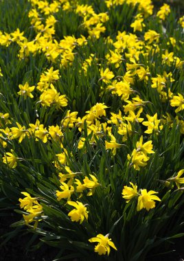 Bir bahar gününde şaşırtıcı sarı nergisler..