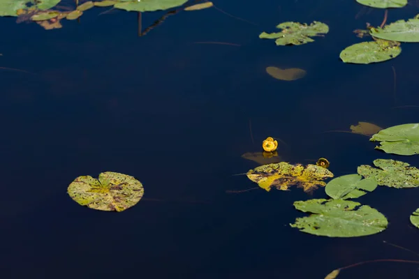 Zuvintas Ist Das Erste Reservat Litauen Das Seit Langem Als — Stockfoto