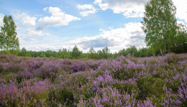 Nadir bitkilerle eşsiz doğası olan harika bir yer. Litvanya 'daki Dumsiai ormanında kıtasal kum tepesi.