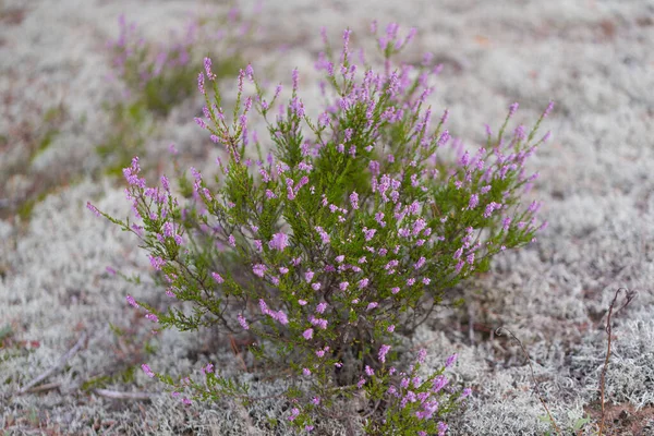 Lugar Maravilhoso Com Natureza Única Com Plantas Raras Duna Continental — Fotografia de Stock