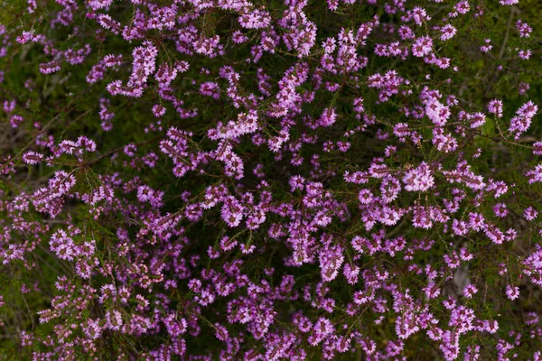 Prachtige Plek Met Unieke Natuur Met Zeldzame Planten Continentaal Duin — Stockfoto