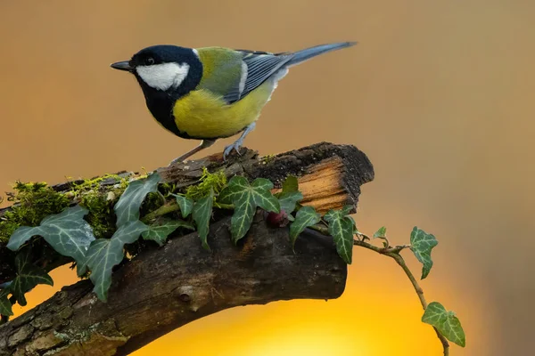 Une Mésange Noire Aussi Appelée Mésange Charbonnière Dans Lieu Alimentation — Photo