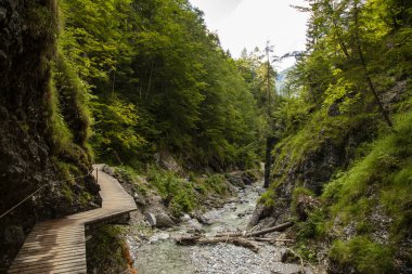 Yazın bulutlu bir günde vadi vadisinden geçen küçük bir dere olan Griebachklamm 'da yürüyoruz..
