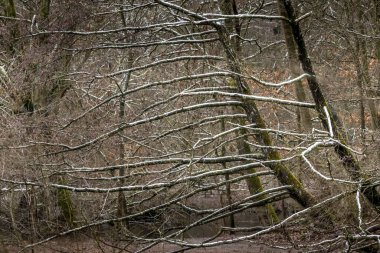 Almanya 'nın Frankfurt şehrinde, soğuk bir günde Jacobiweiher denilen küçük bir gölün dallarında kar yağar..