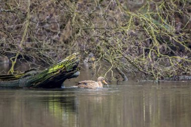 Almanya 'nın Frankfurt şehrinde kış ve kış aylarında Jacobiweiher adında küçük bir gölette ördek..