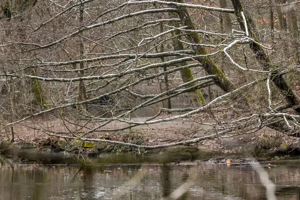 Neve Galhos Uma Árvore Pequeno Lago Chamado Jacobiweiher Não Muito — Fotografia de Stock